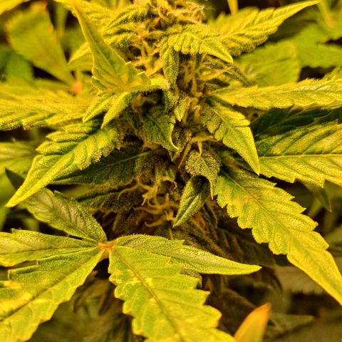 AK47 Autoflowering growlog timeline photo