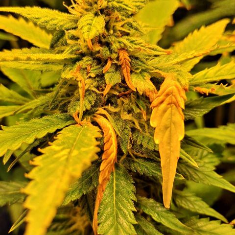 AK47 Autoflowering growlog timeline photo
