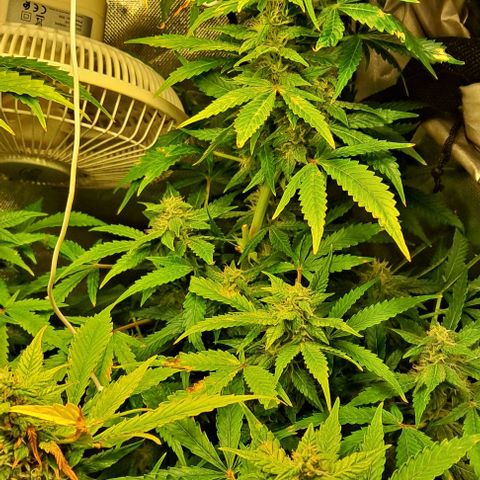 AK47 Autoflowering growlog timeline photo