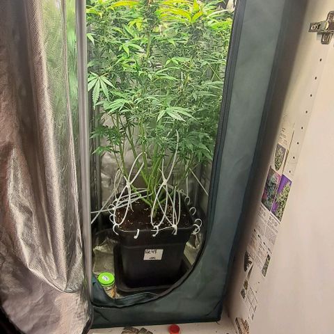AK47 Autoflowering growlog timeline photo
