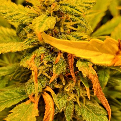 AK47 Autoflowering growlog timeline photo