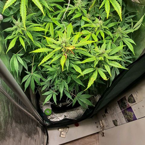 AK47 Autoflowering growlog timeline photo