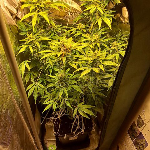 AK47 Autoflowering growlog timeline photo