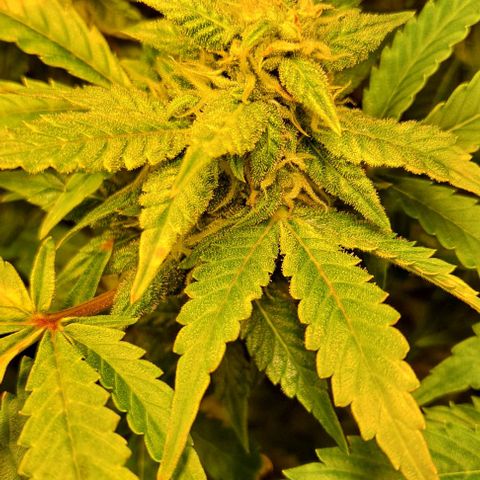 AK47 Autoflowering growlog timeline photo