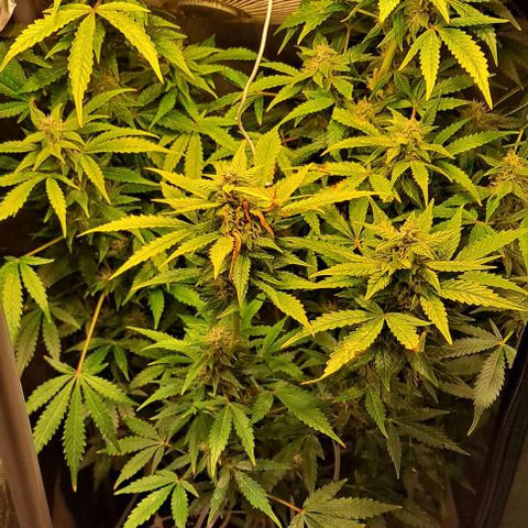 AK47 Autoflowering growlog timeline photo
