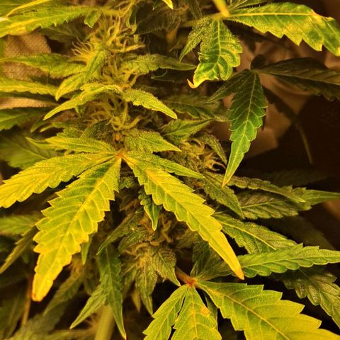 AK47 Autoflowering growlog timeline photo
