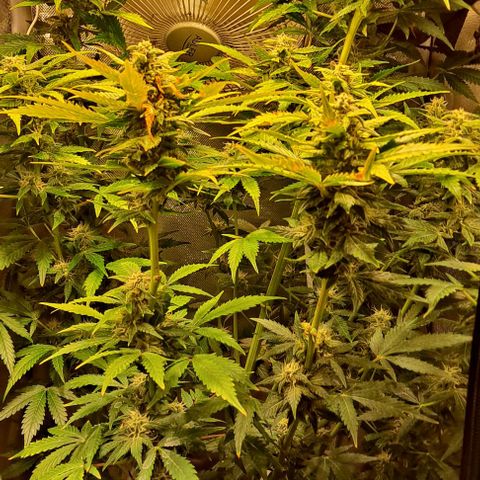 AK47 Autoflowering growlog timeline photo
