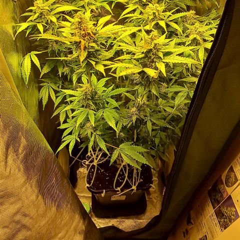 AK47 Autoflowering growlog timeline photo