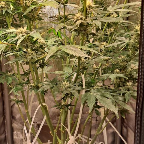 AK47 Autoflowering growlog timeline photo