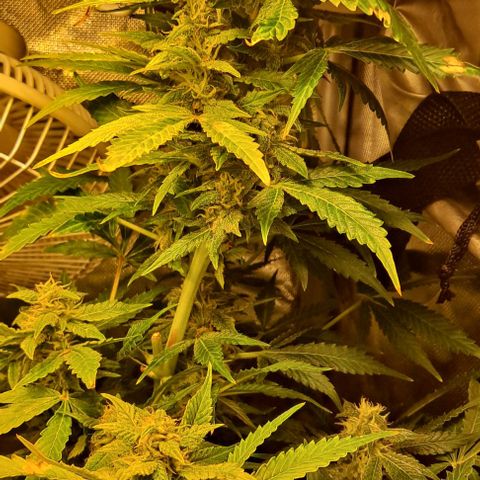 AK47 Autoflowering growlog timeline photo