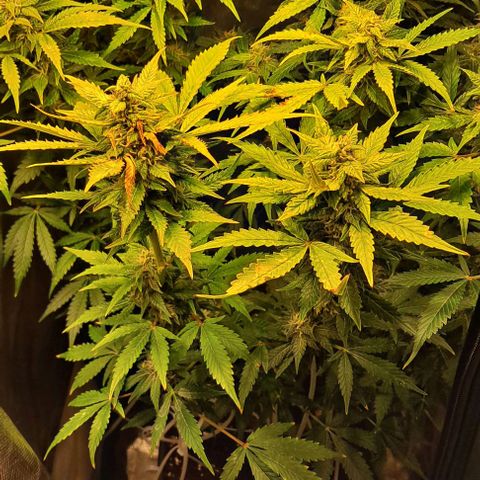 AK47 Autoflowering growlog timeline photo