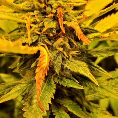 AK47 Autoflowering growlog timeline photo