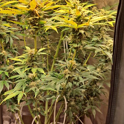 AK47 Autoflowering growlog timeline photo