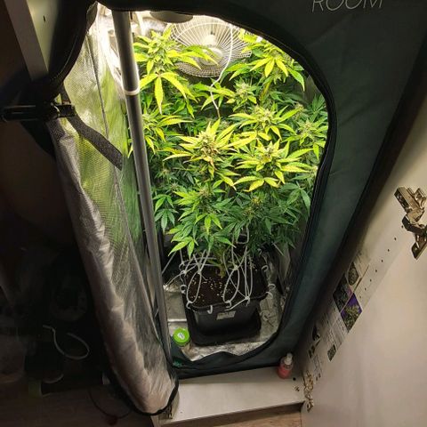 AK47 Autoflowering growlog timeline photo