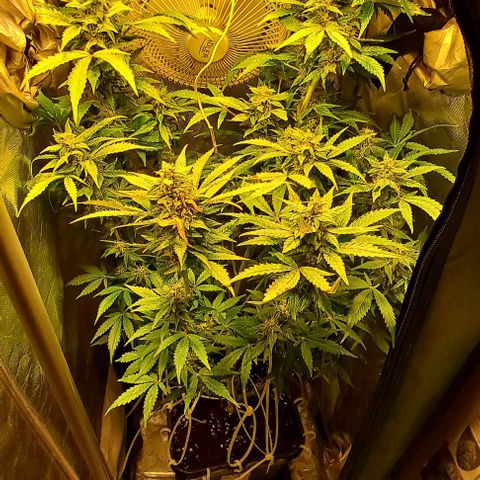 AK47 Autoflowering growlog timeline photo