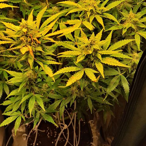 AK47 Autoflowering growlog timeline photo
