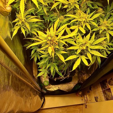 AK47 Autoflowering growlog timeline photo