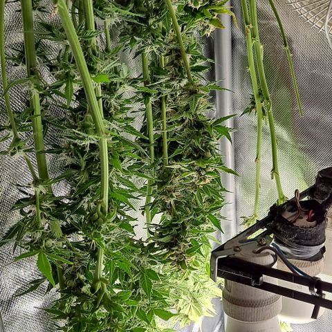 AK47 Autoflowering growlog timeline photo