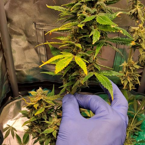 AK47 Autoflowering growlog timeline photo
