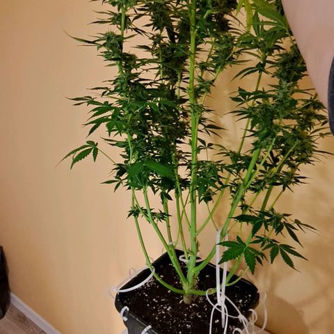 AK47 Autoflowering growlog timeline photo