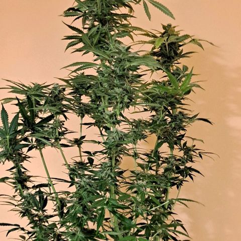 AK47 Autoflowering growlog timeline photo
