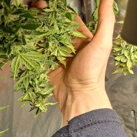 AK47 Autoflowering growlog timeline photo