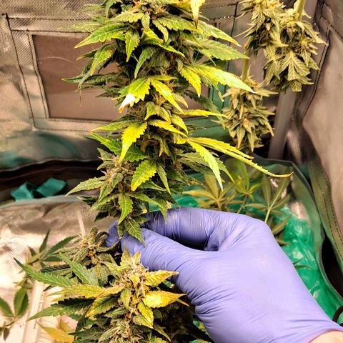 AK47 Autoflowering growlog timeline photo