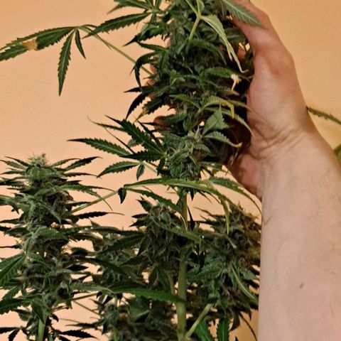 AK47 Autoflowering growlog timeline photo