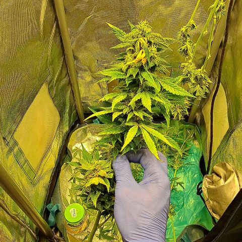 AK47 Autoflowering growlog timeline photo