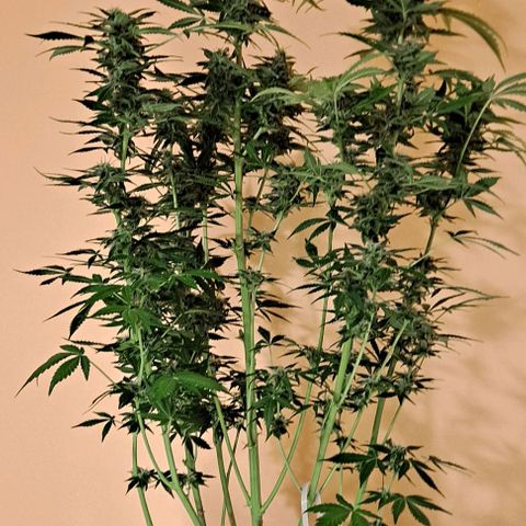AK47 Autoflowering growlog timeline photo