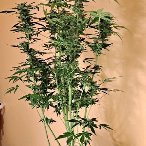 AK47 Autoflowering growlog timeline photo