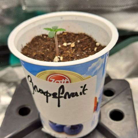 Grapefruit growlog timeline photo