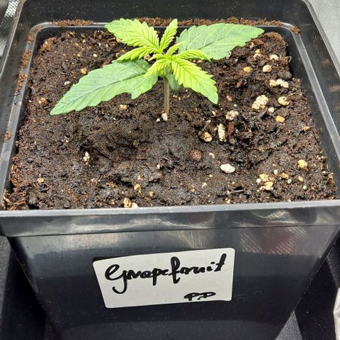 Grapefruit growlog timeline photo