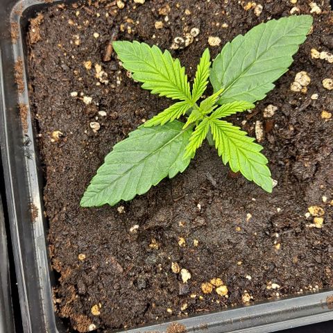 Grapefruit growlog timeline photo
