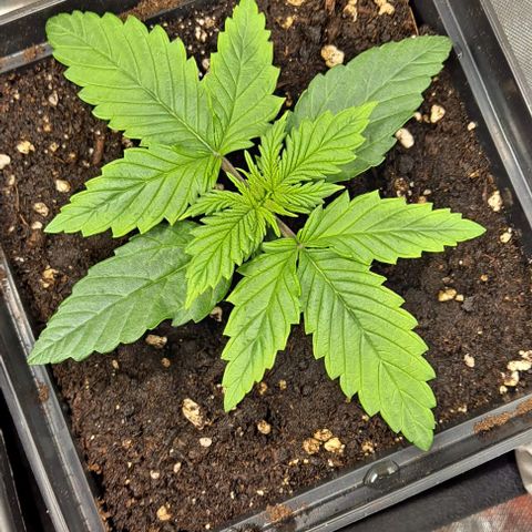 Grapefruit growlog timeline photo