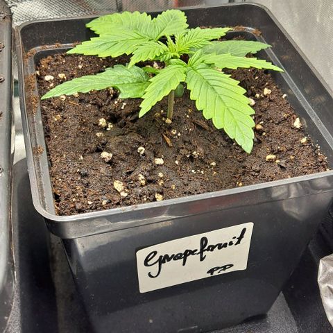 Grapefruit growlog timeline photo