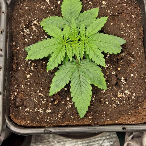 Grapefruit growlog timeline photo