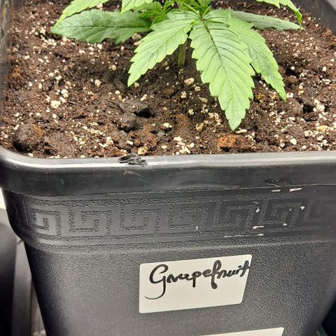 Grapefruit growlog timeline photo