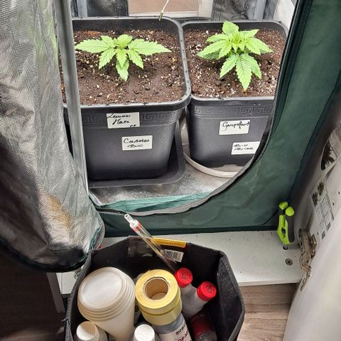 Grapefruit growlog timeline photo