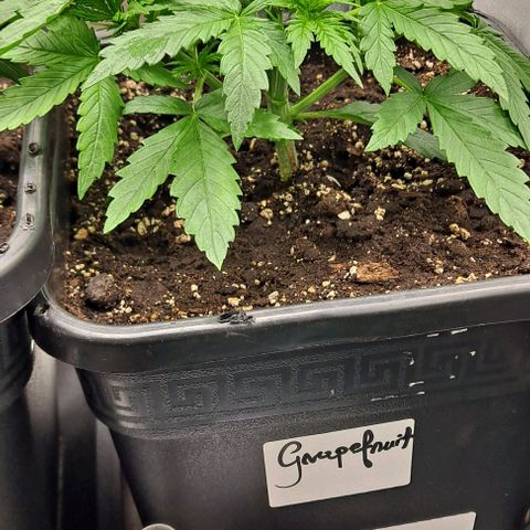 Grapefruit growlog timeline photo