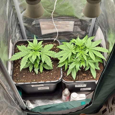 Grapefruit growlog timeline photo