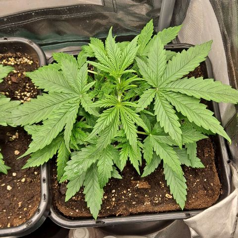 Grapefruit growlog timeline photo