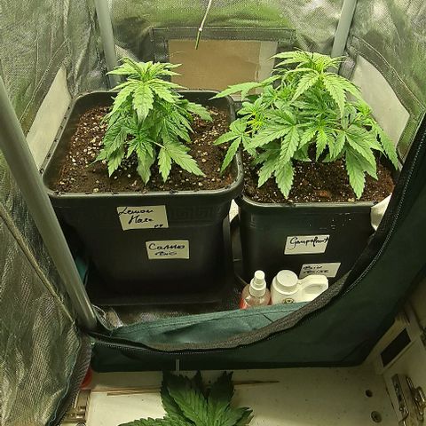 Grapefruit growlog timeline photo