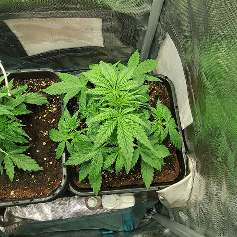 Grapefruit growlog timeline photo
