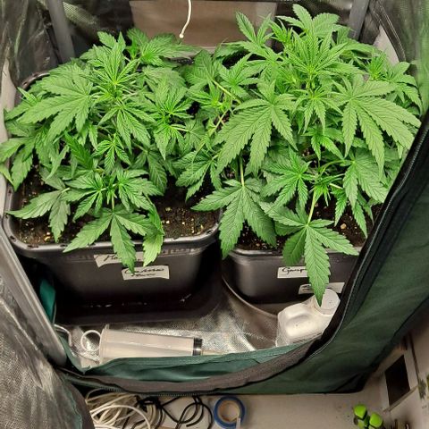 Grapefruit growlog timeline photo