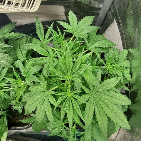 Grapefruit growlog timeline photo