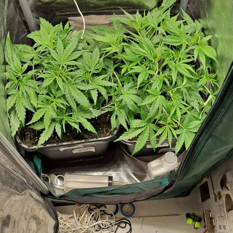 Grapefruit growlog timeline photo