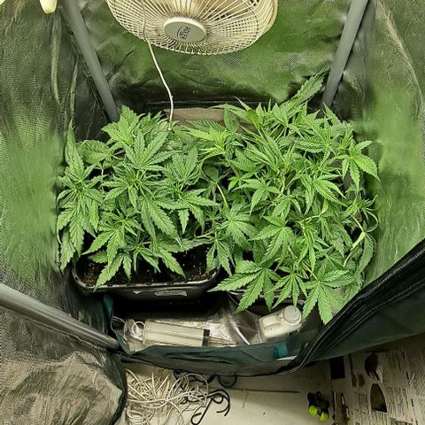 Grapefruit growlog timeline photo