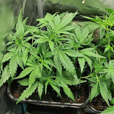 Grapefruit growlog timeline photo