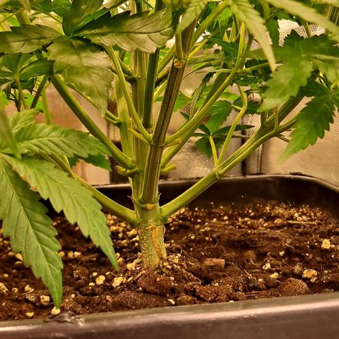 Grapefruit growlog timeline photo